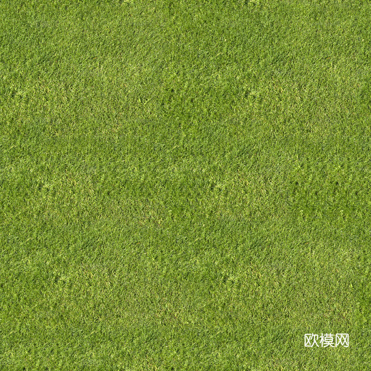 真实质感草地草坡绿地肌理纹理18