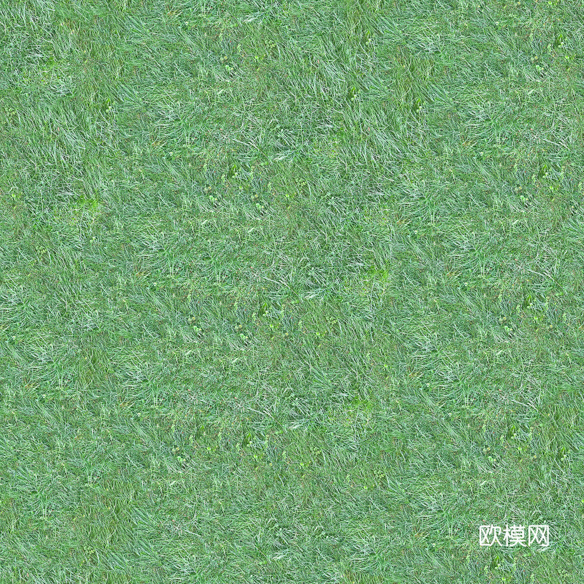 真实质感草地草坡绿地肌理纹理160