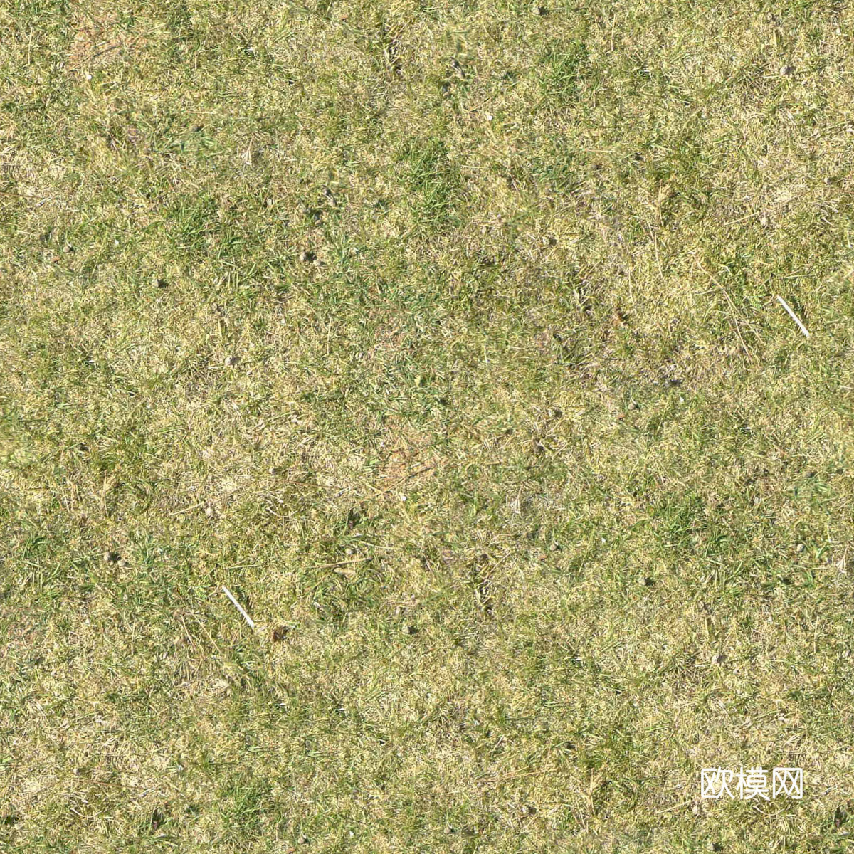 真实质感草地草坡绿地肌理纹理60