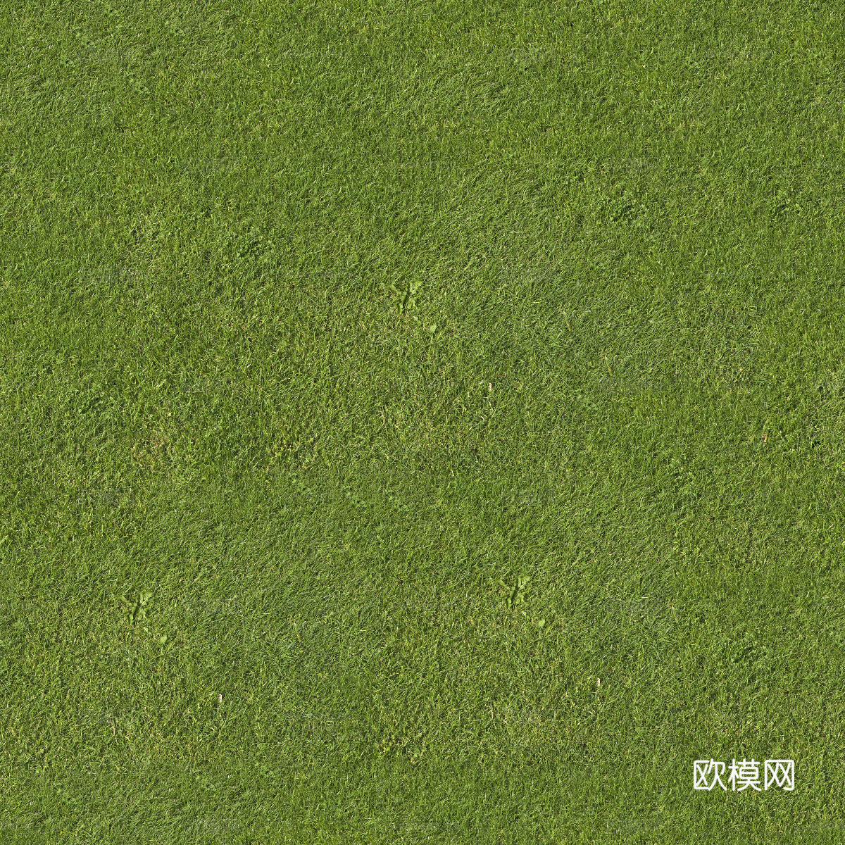 真实质感草地草坡绿地肌理纹理83