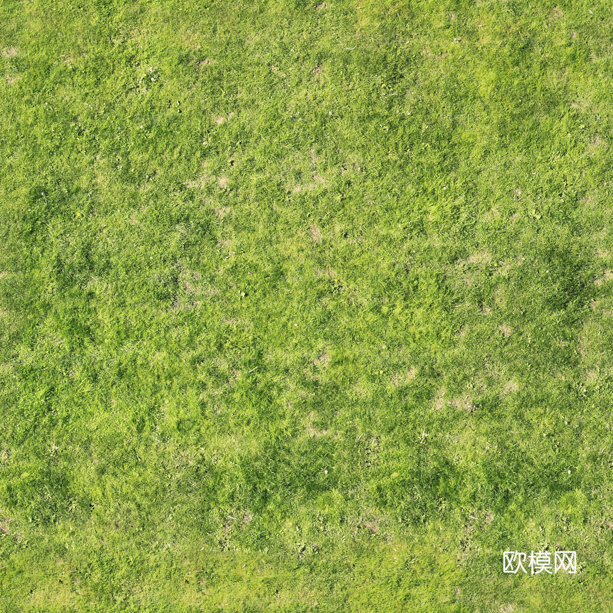 真实质感草地草坡绿地肌理纹理19