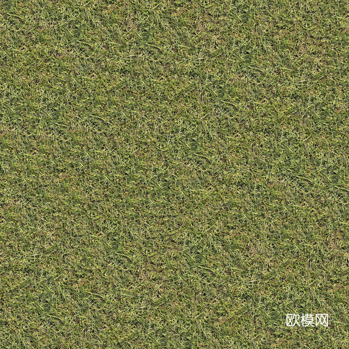 真实质感草地草坡绿地肌理纹理113