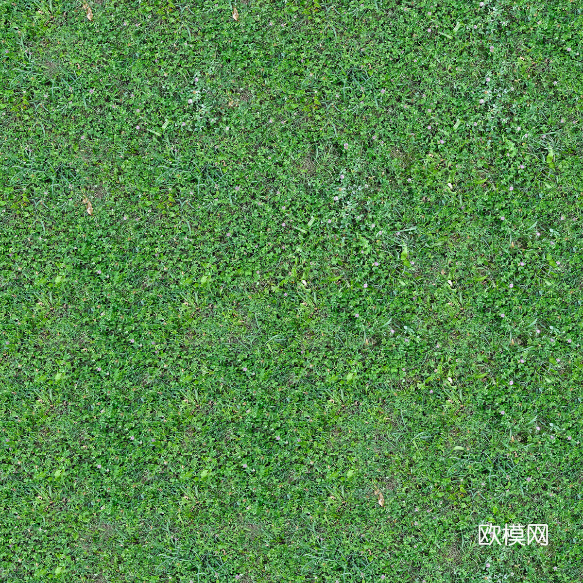 真实质感草地草坡绿地肌理纹理176