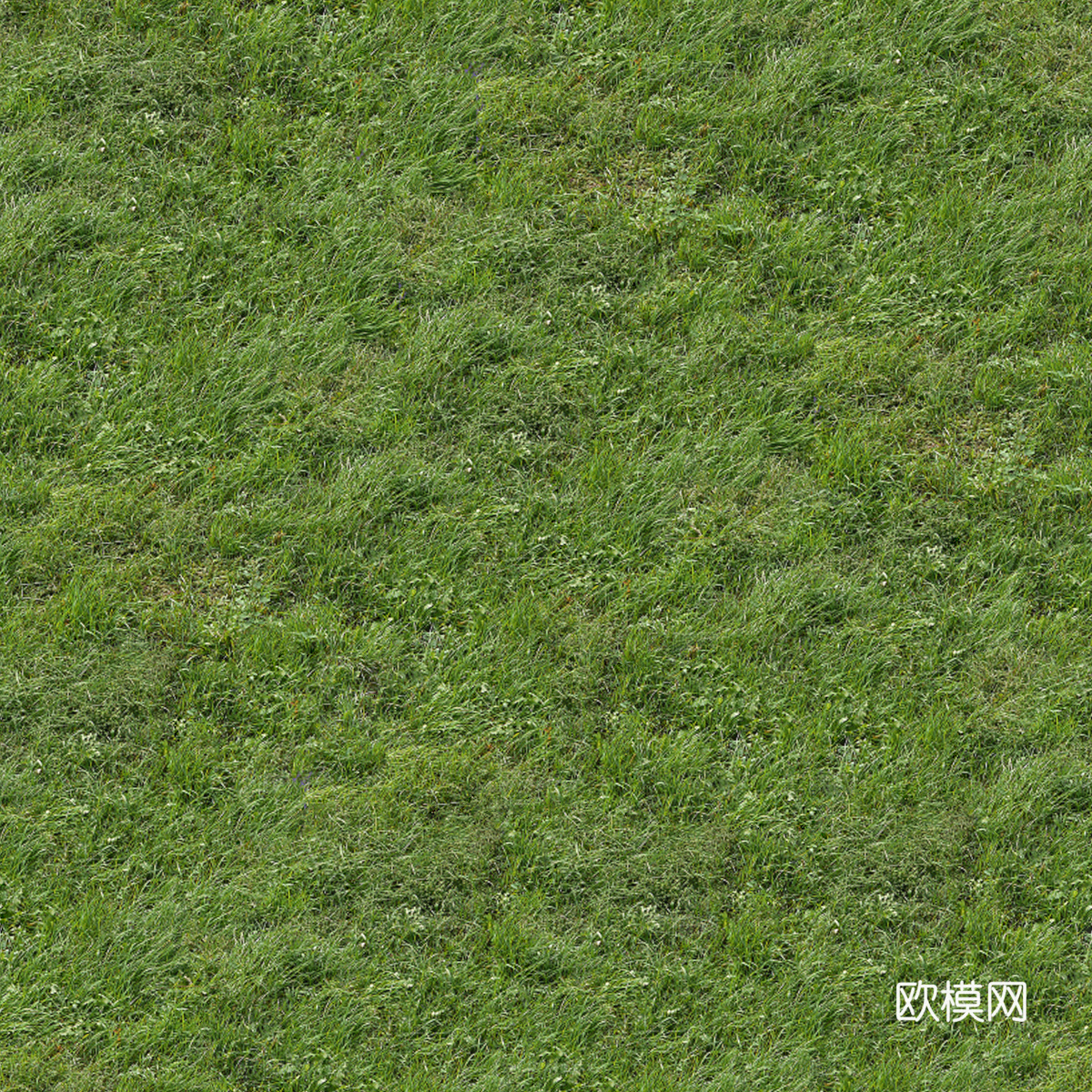 真实质感草地草坡绿地肌理纹理53