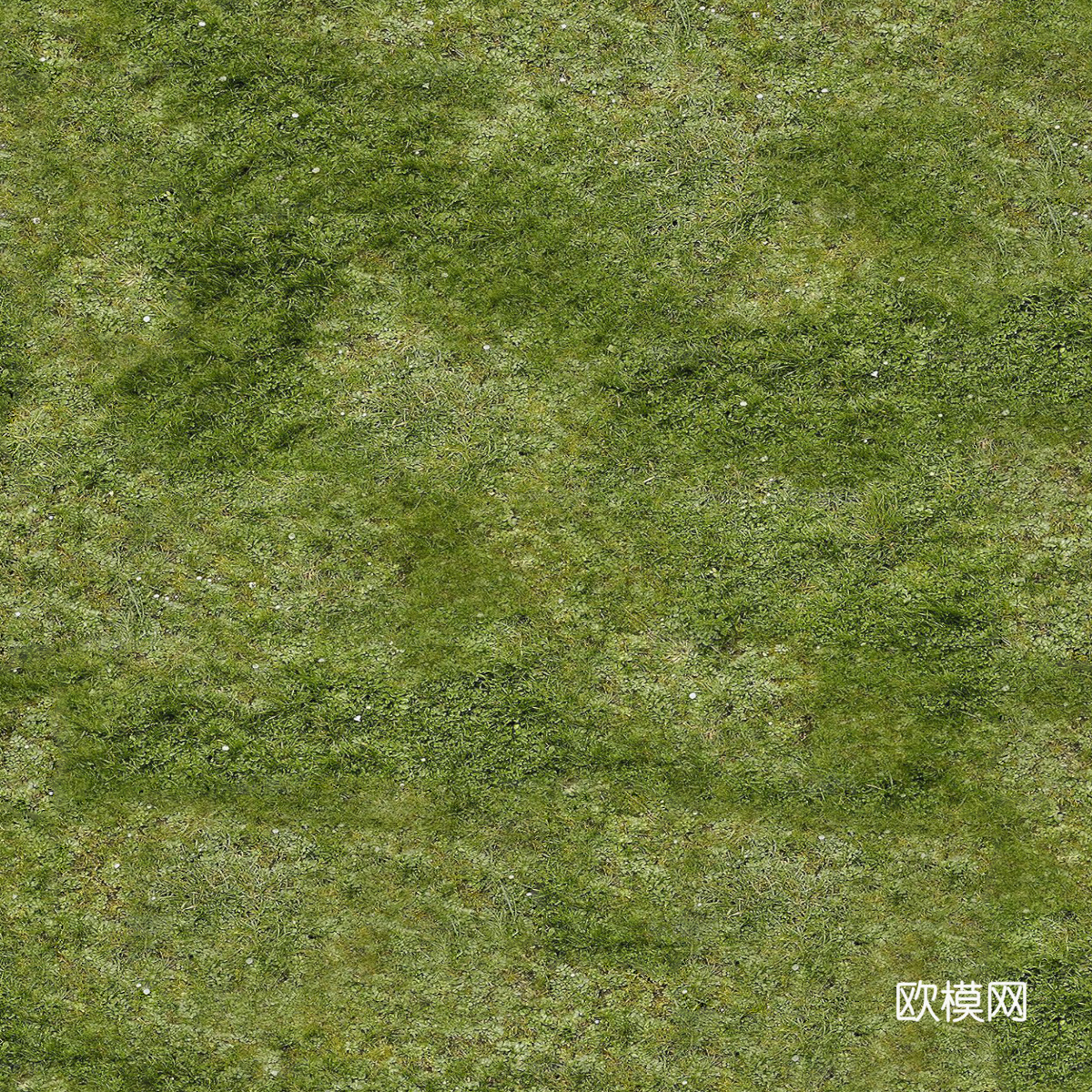 真实质感草地草坡绿地肌理纹理11