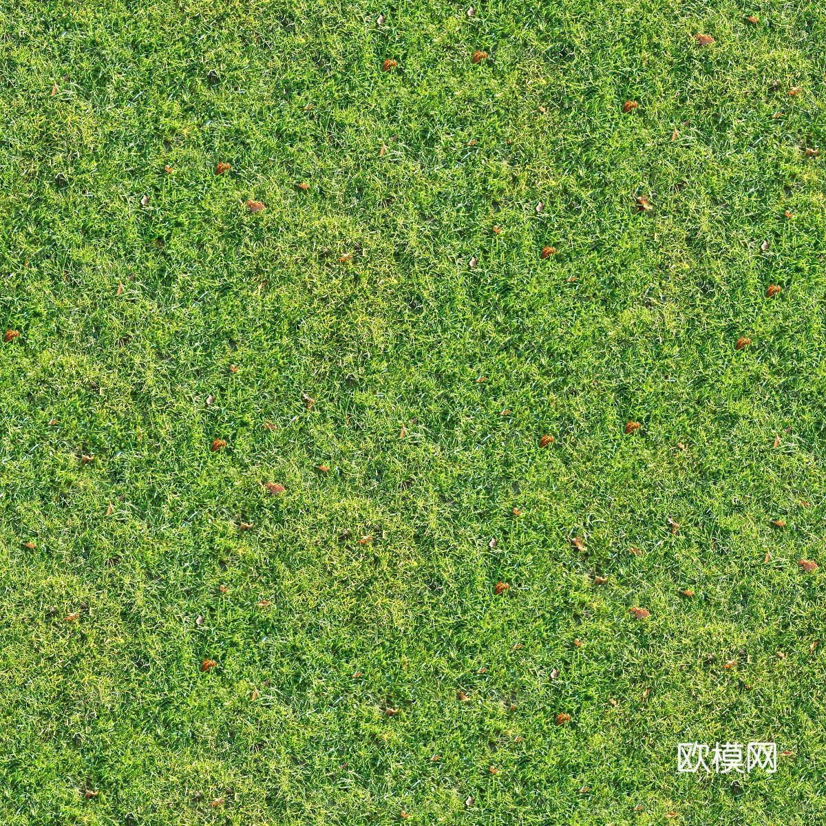 真实质感草地草坡绿地肌理纹理62