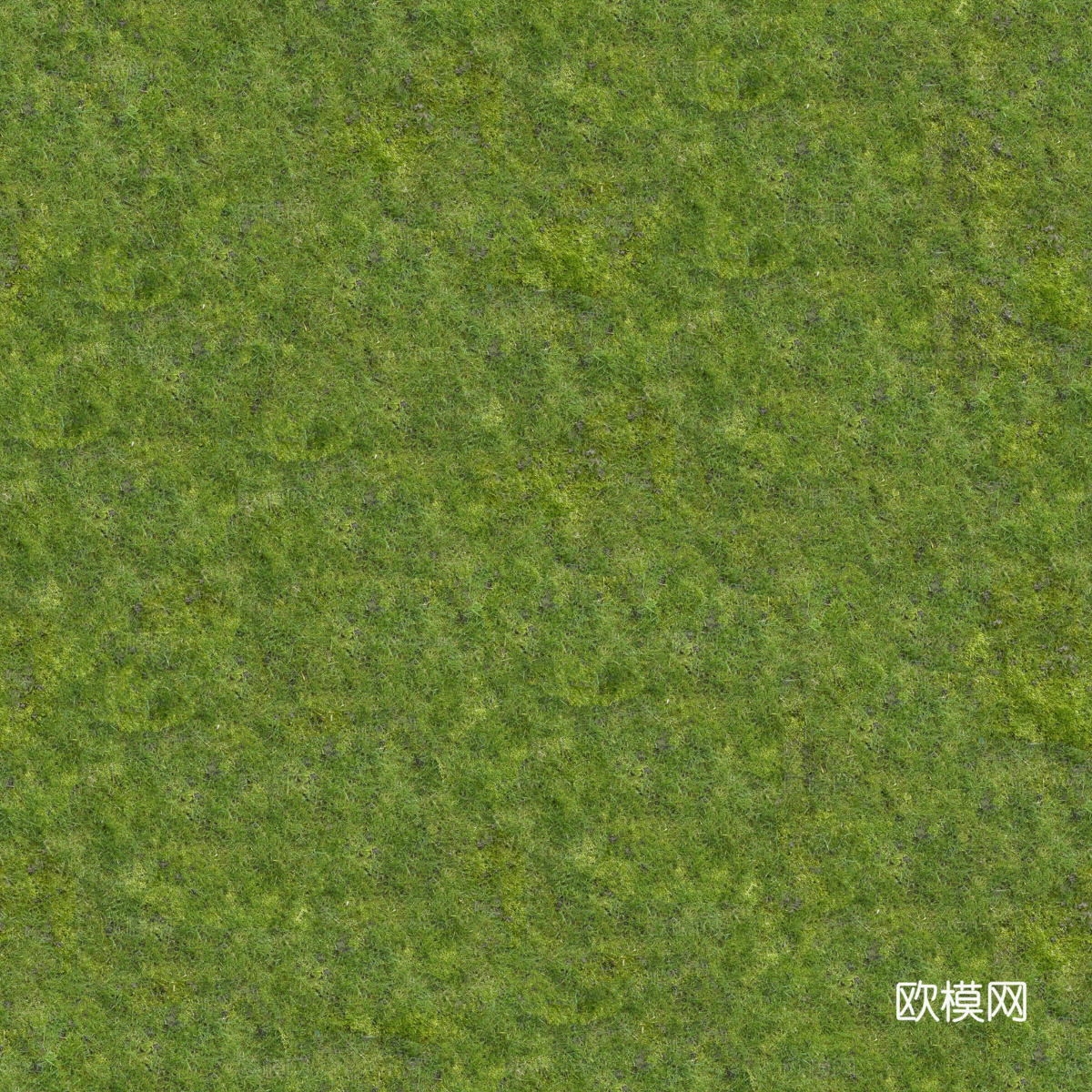 真实质感草地草坡绿地肌理纹理184