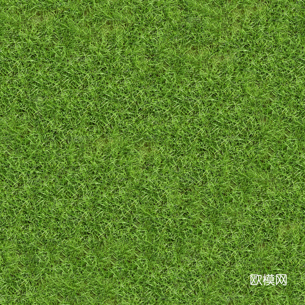 真实质感草地草坡绿地肌理纹理38