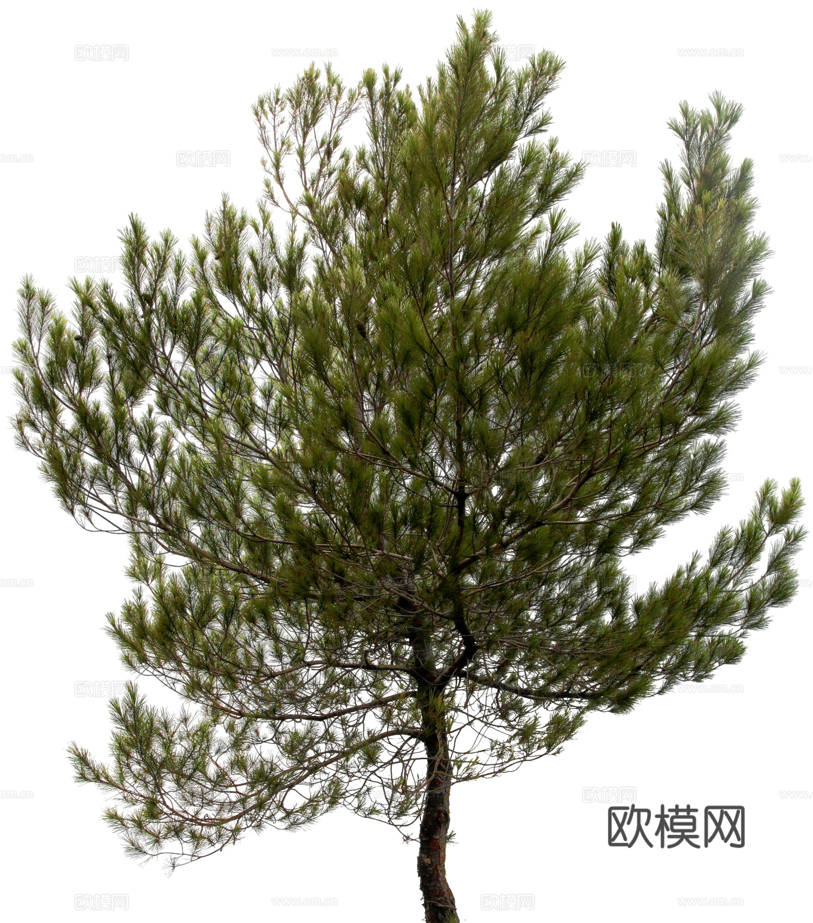 植物PNG免抠下载