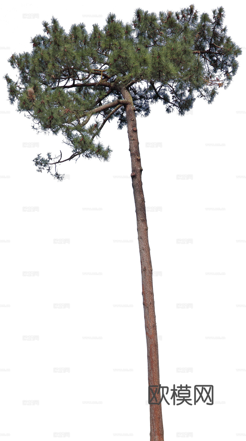 植物PNG免抠下载