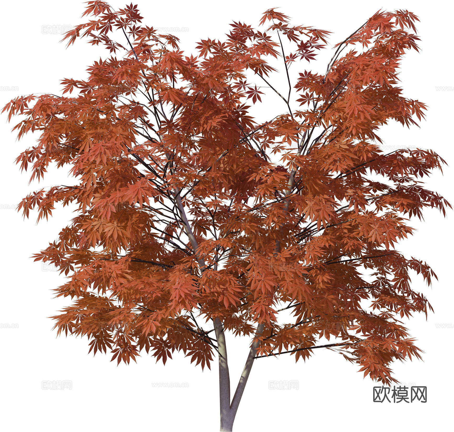 植物PNG免抠下载