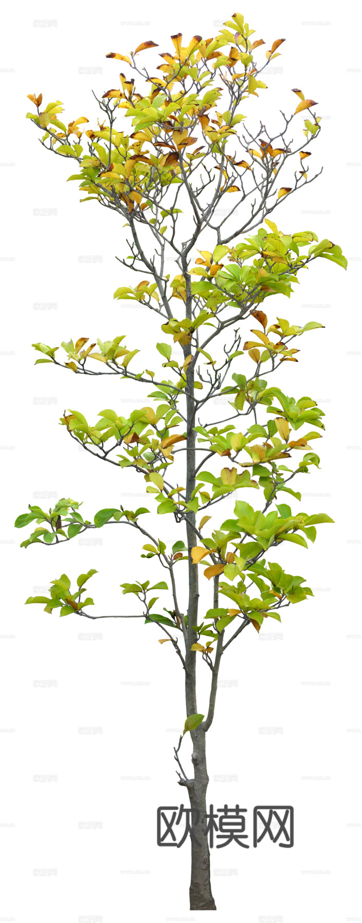 植物PNG免抠下载