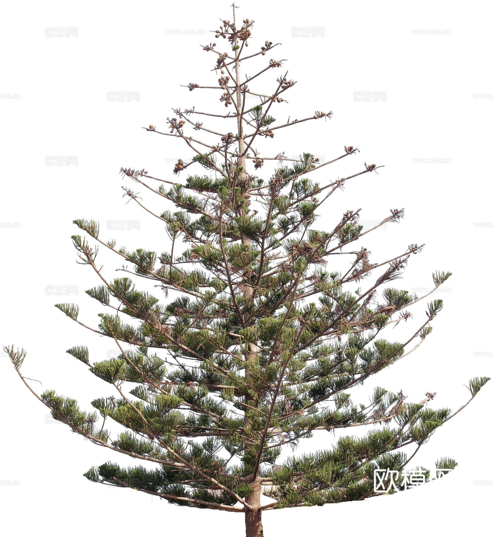 植物PNG免抠下载