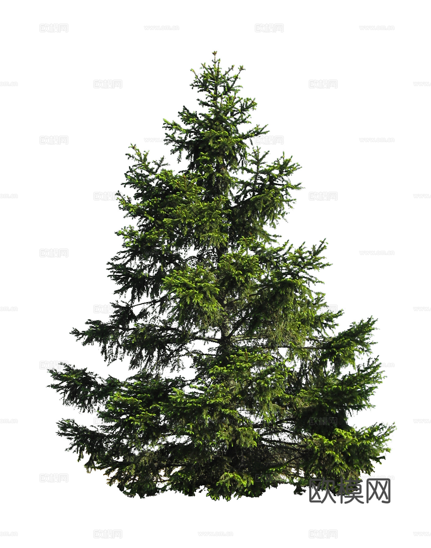 植物PNG免抠下载