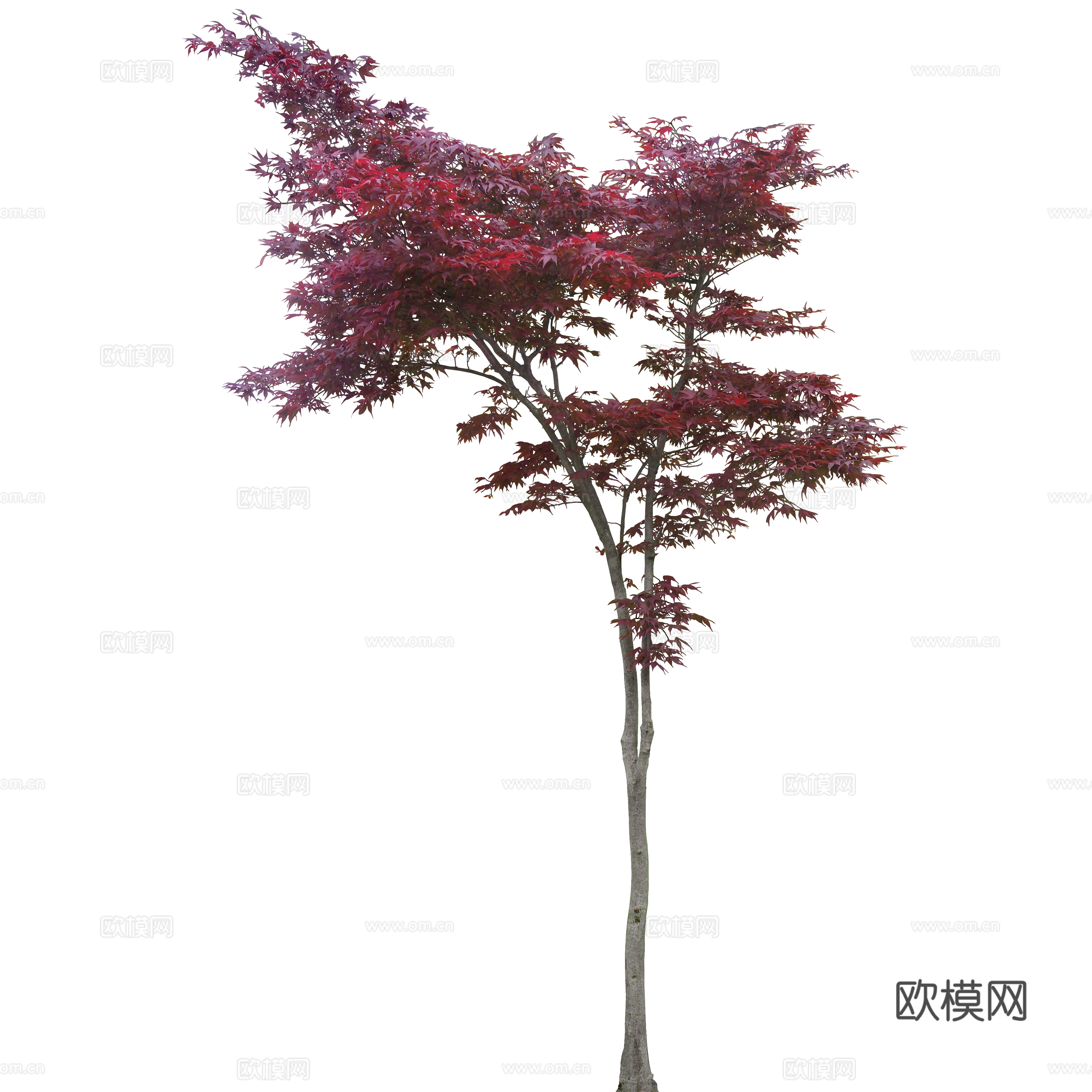 植物PNG免抠下载