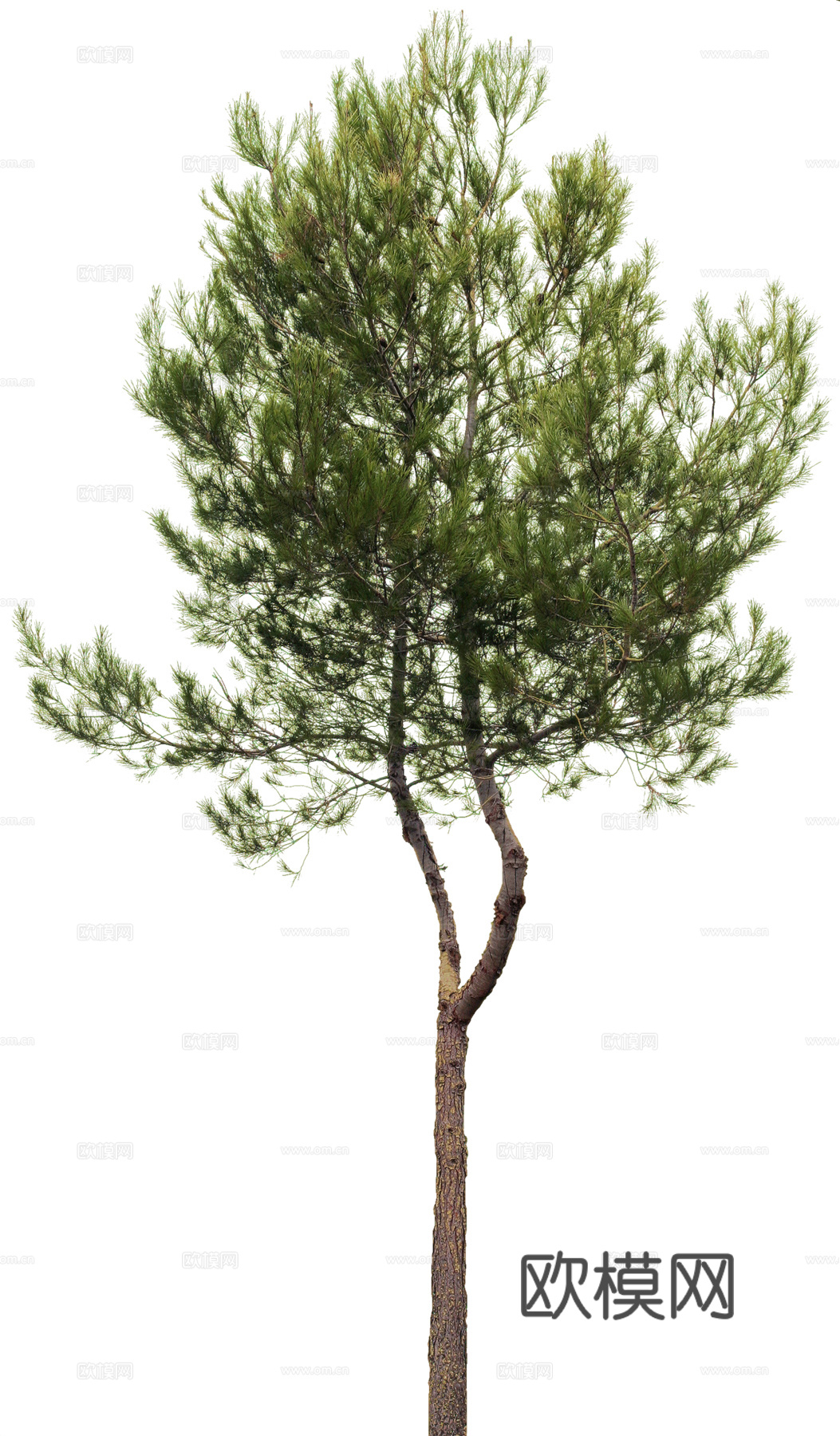 植物PNG免抠下载