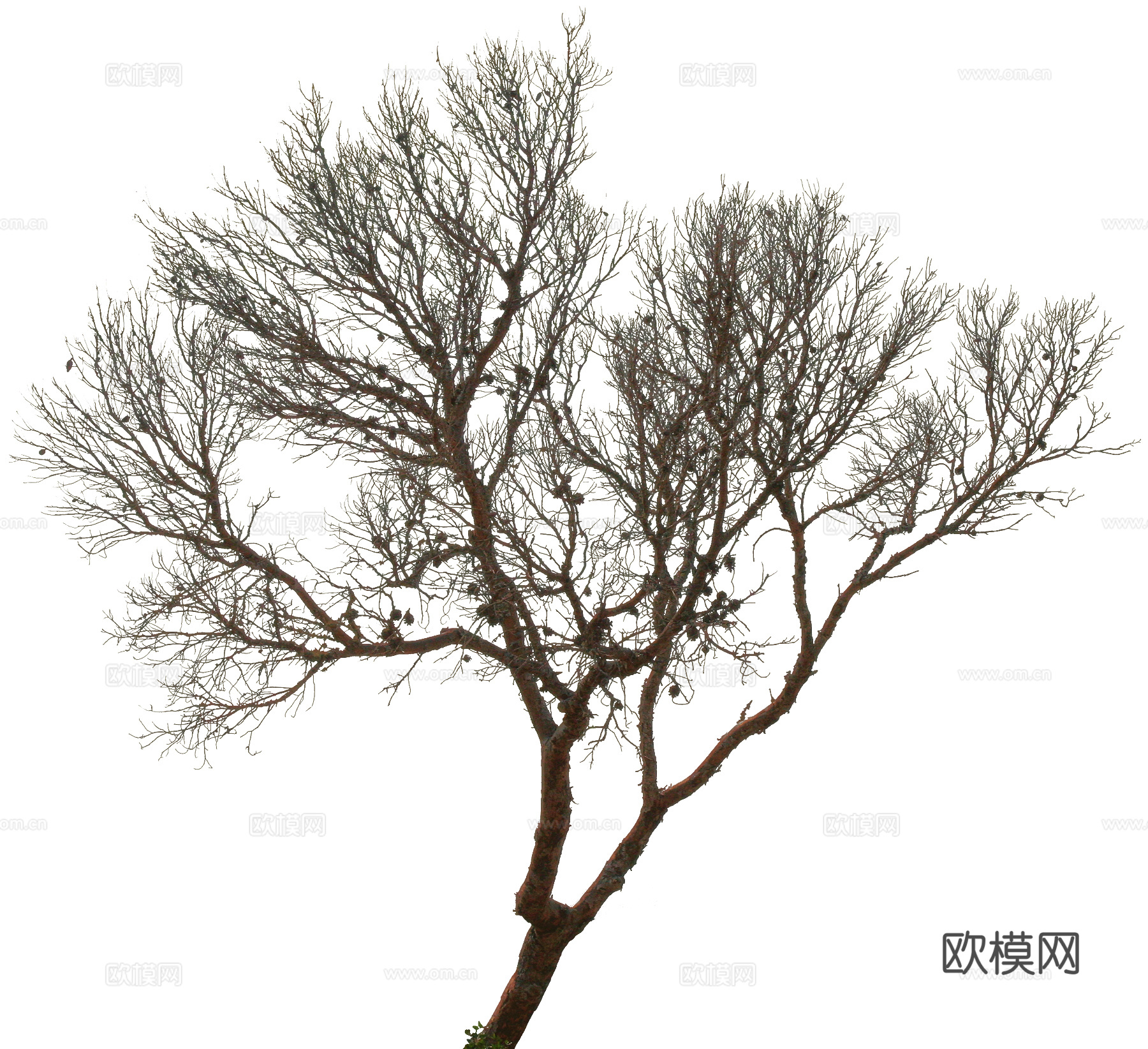 植物PNG免抠下载