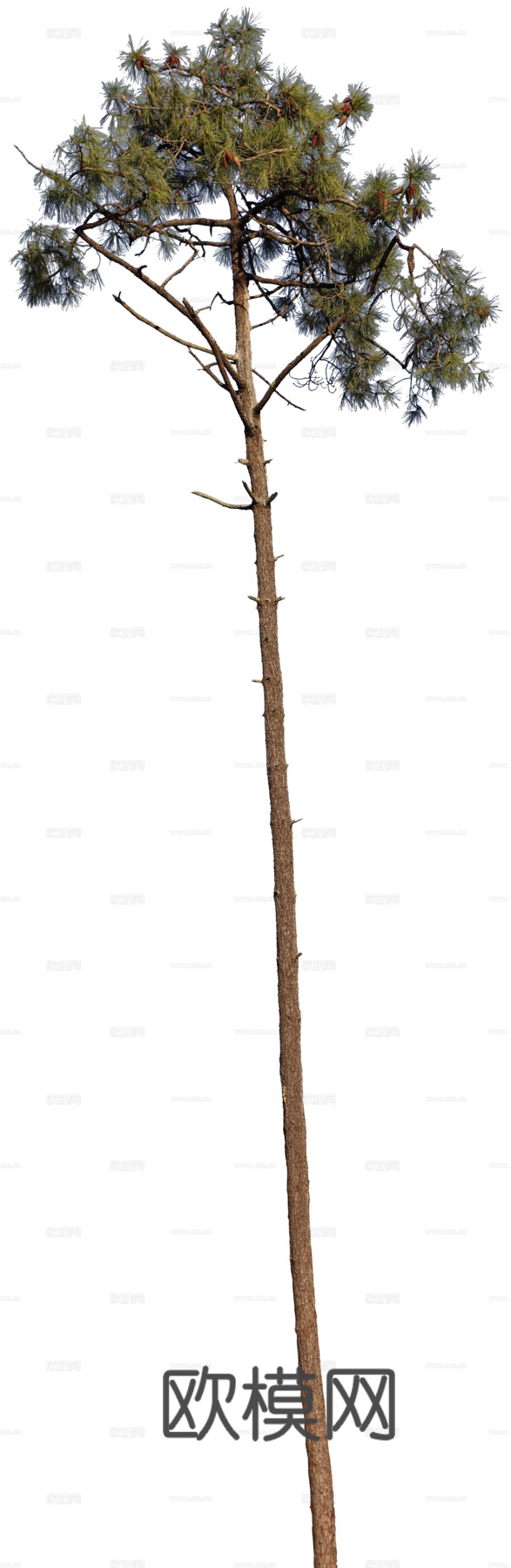 植物PNG免抠下载