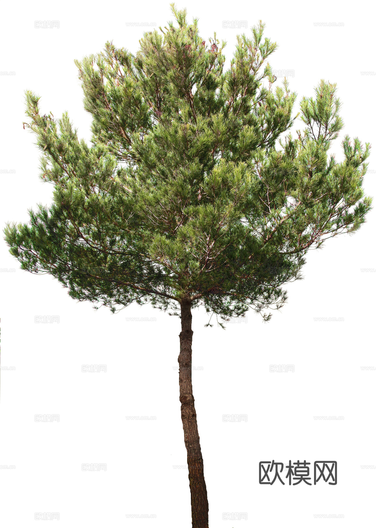 植物PNG免抠下载