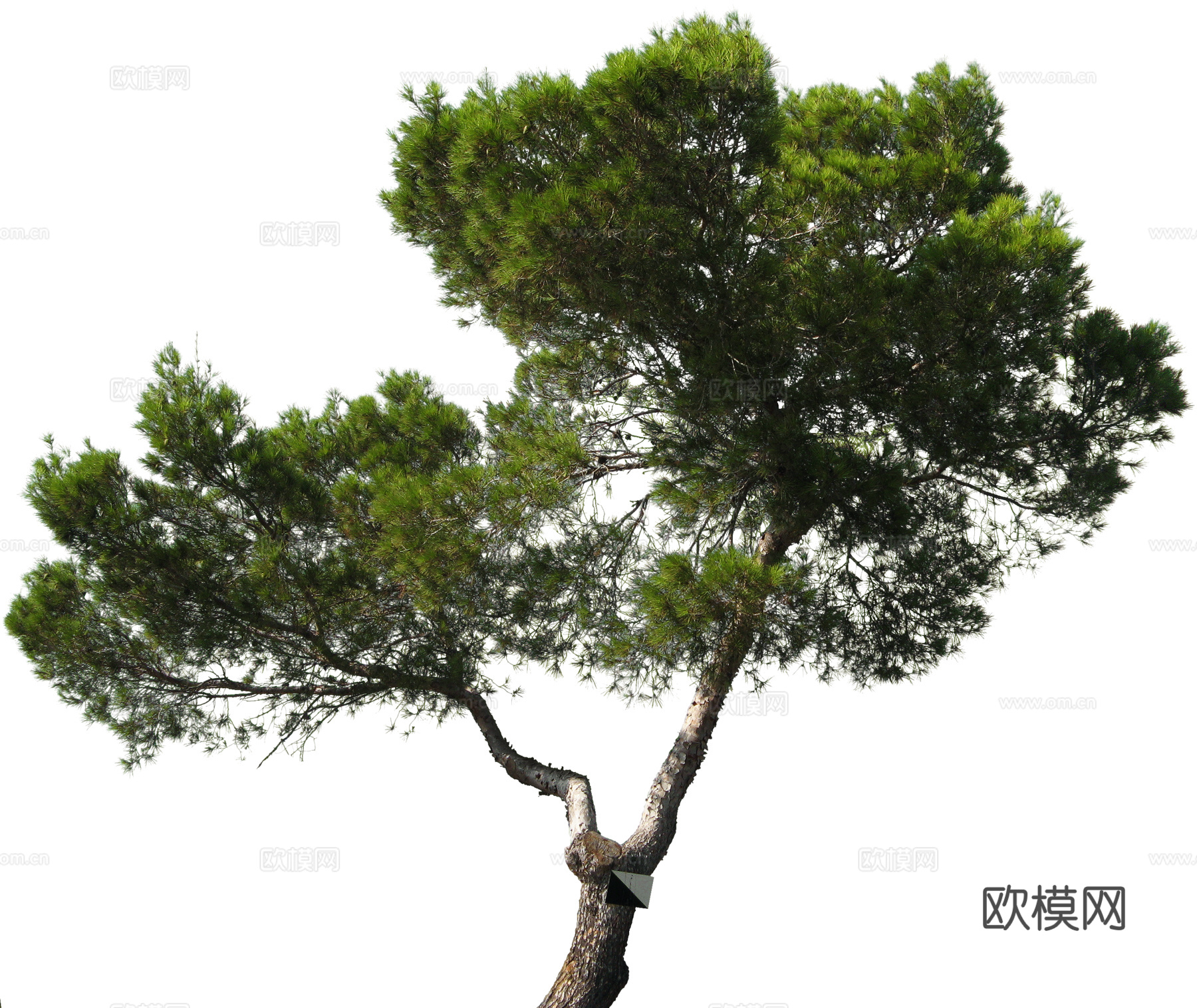 植物PNG免抠下载