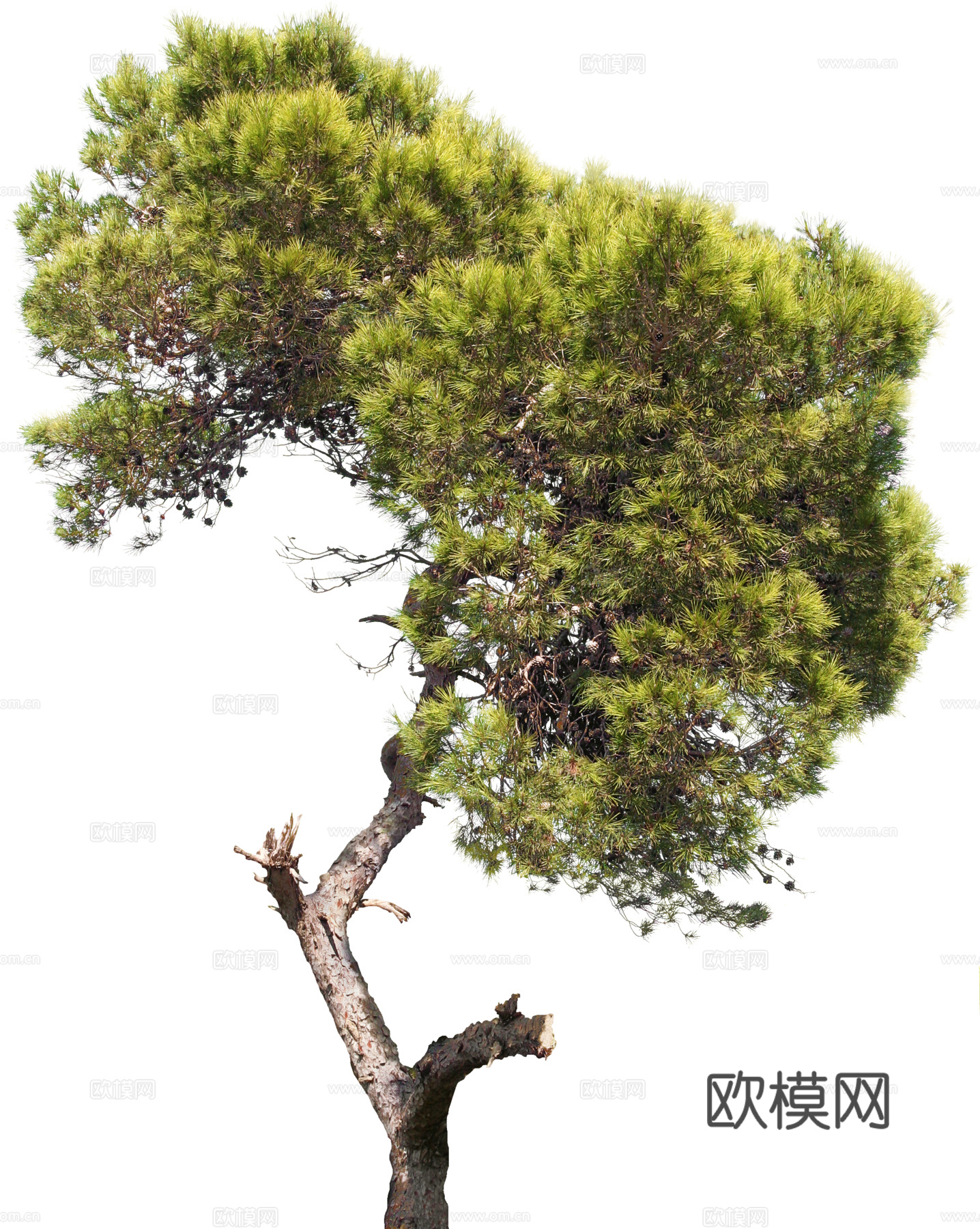 植物PNG免抠下载