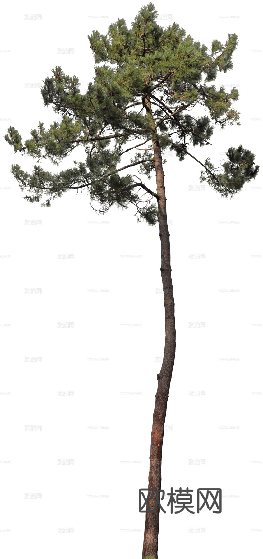 植物PNG免抠下载