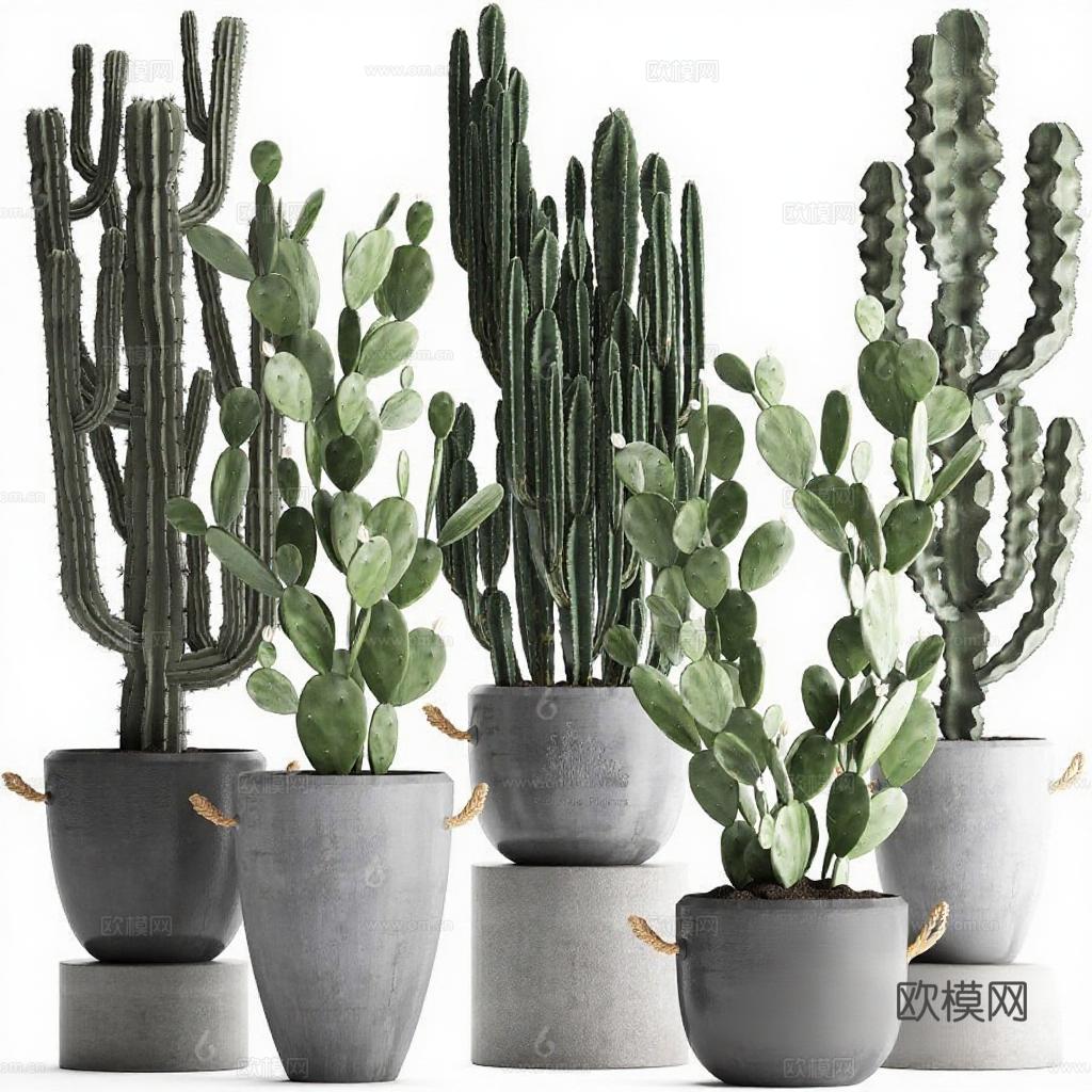 现代简约混凝土花盆绿植 多肉仙人掌创意摆件 家居室内装饰设计 清新治愈植物盆栽免费3d模型