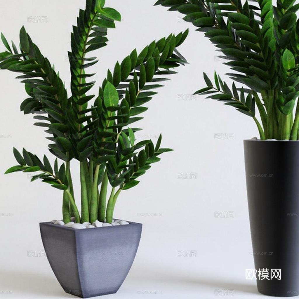 家居装饰绿植盆栽 简约现代花盆设计 室内植物摄影3D模型封面 自然美学极简风格免费3d模型下载