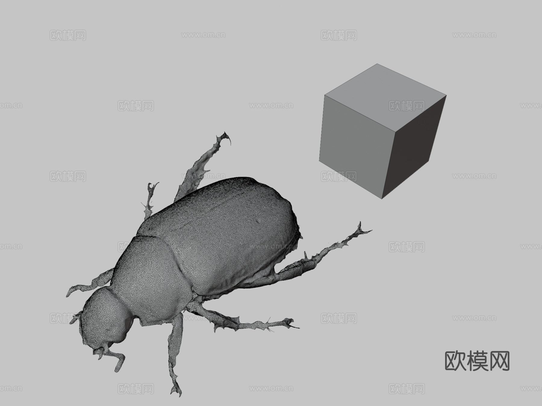 CC0青铜金龟蓝色甲虫A.albopilosa3d模型下载（渲染图3）