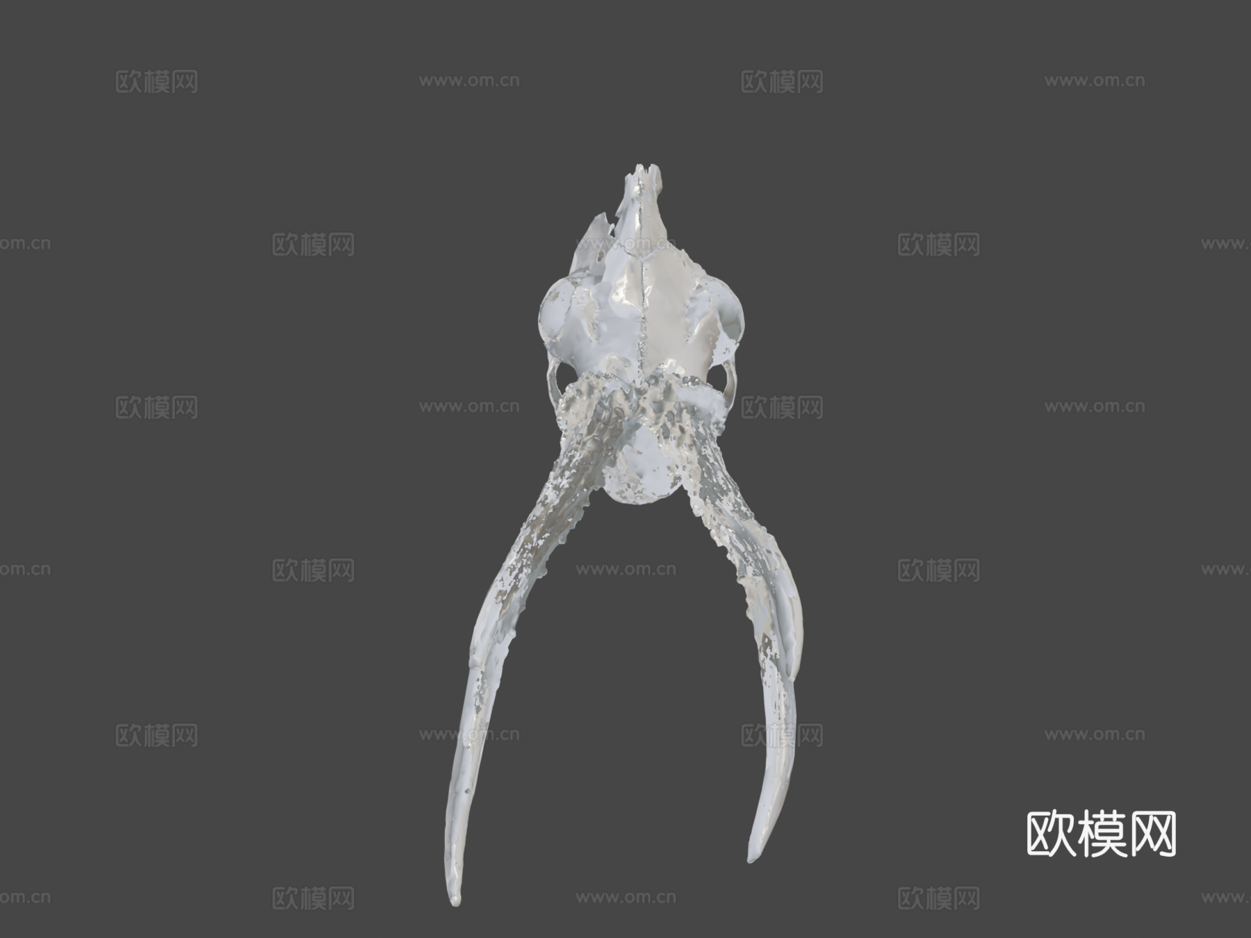 鹿头骨3d模型下载（渲染图8）