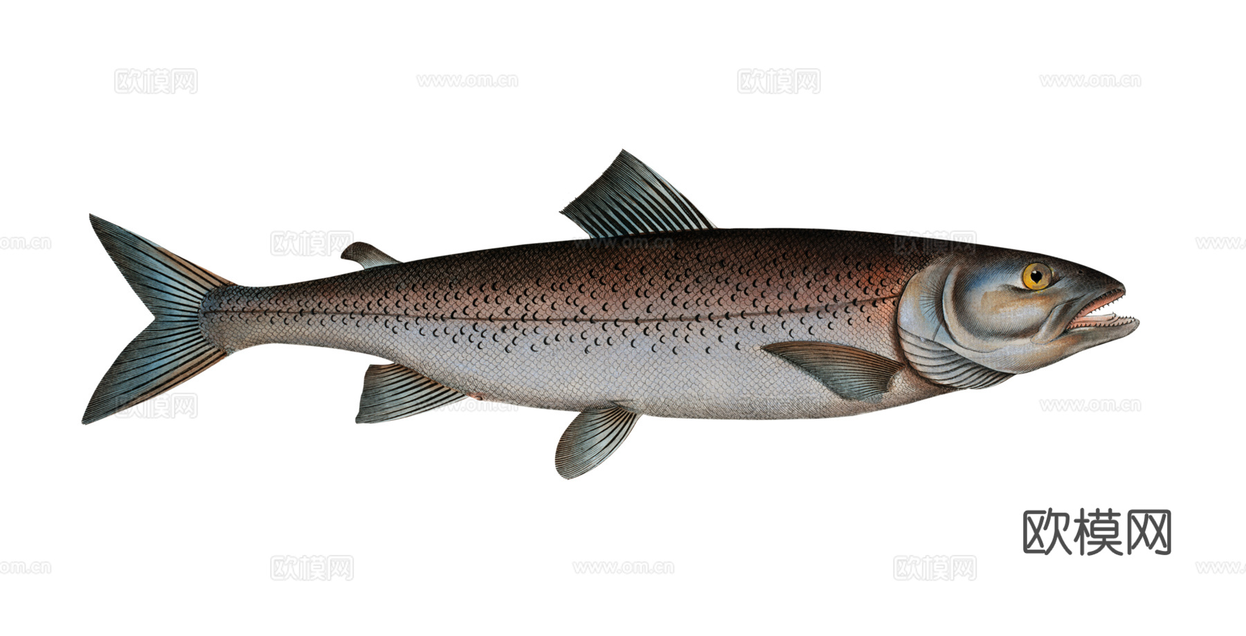 高清复古写实鱼类插画,海洋动物插画103