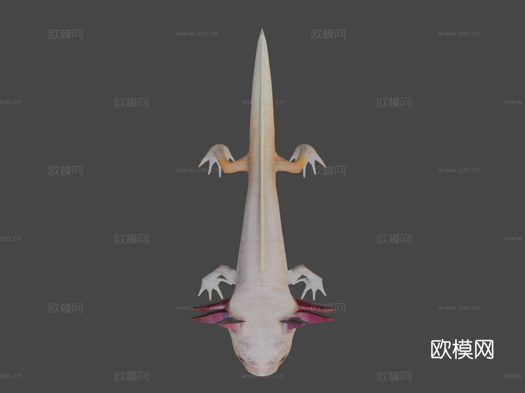 美西螈3d模型下载（渲染图8）