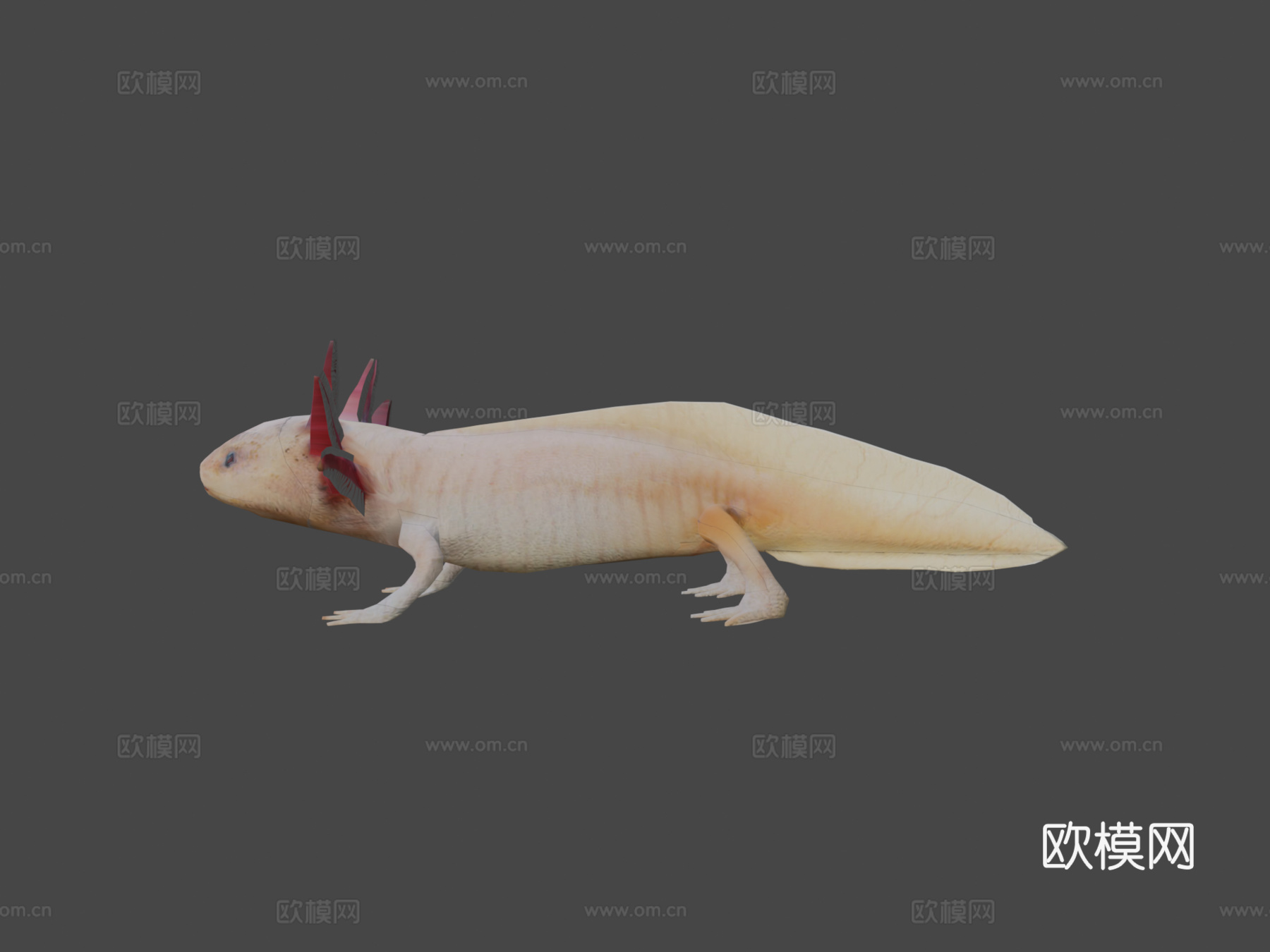 美西螈3d模型下载（渲染图6）