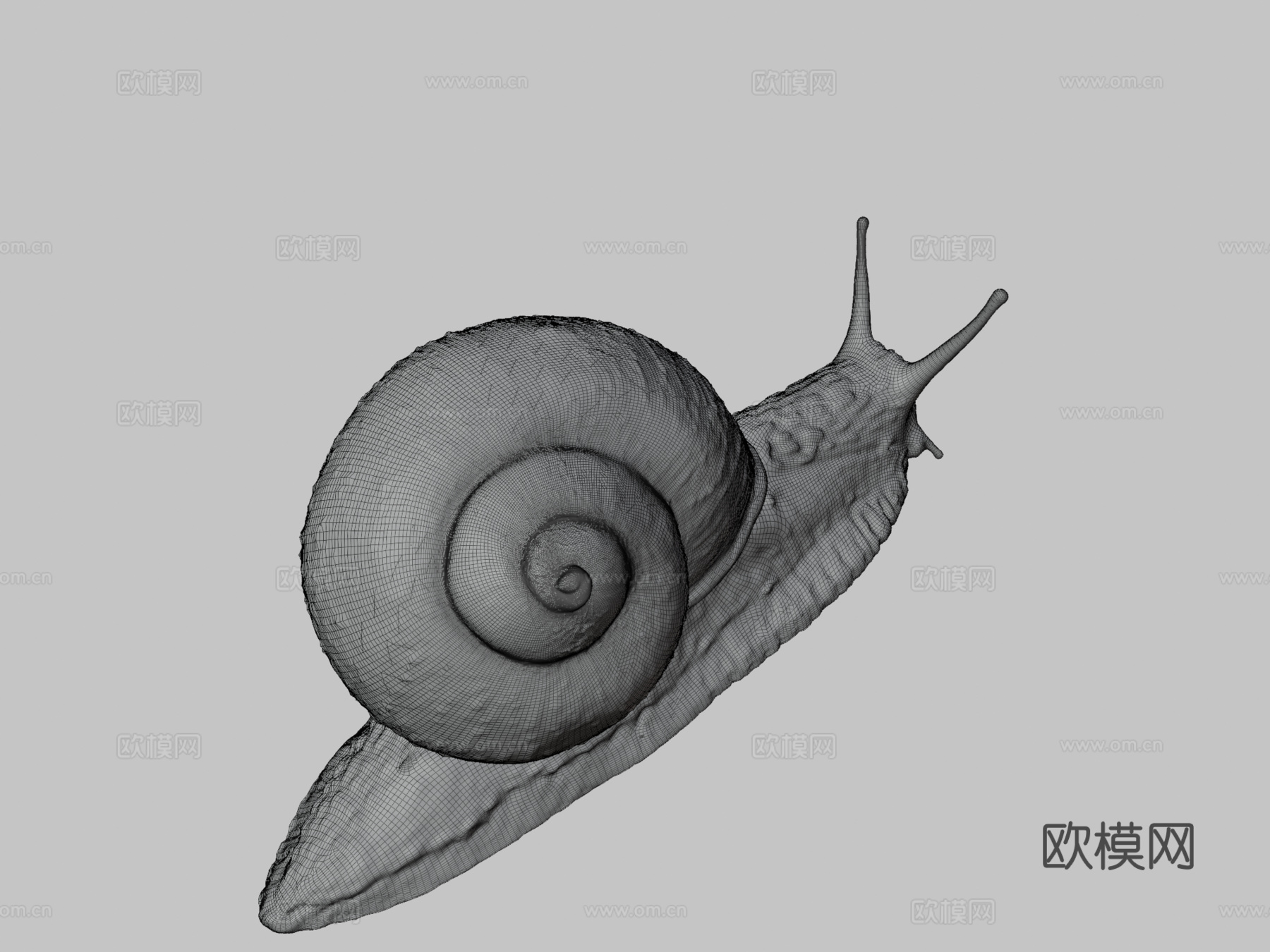 罗马蜗牛神经系统23d模型下载（渲染图3）