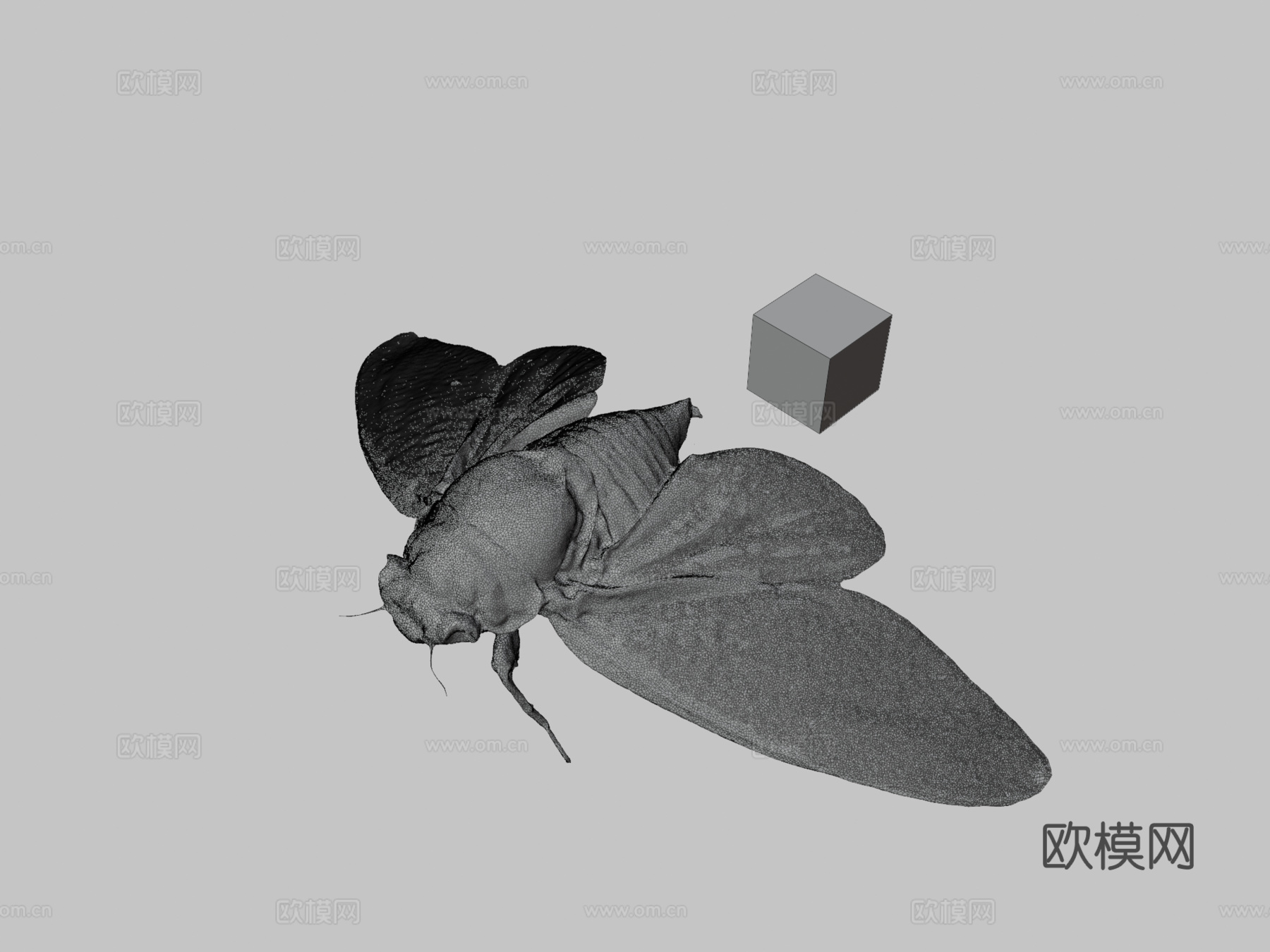 CC0油蝉大型褐蝉G.nigrofuscata3d模型下载（渲染图3）