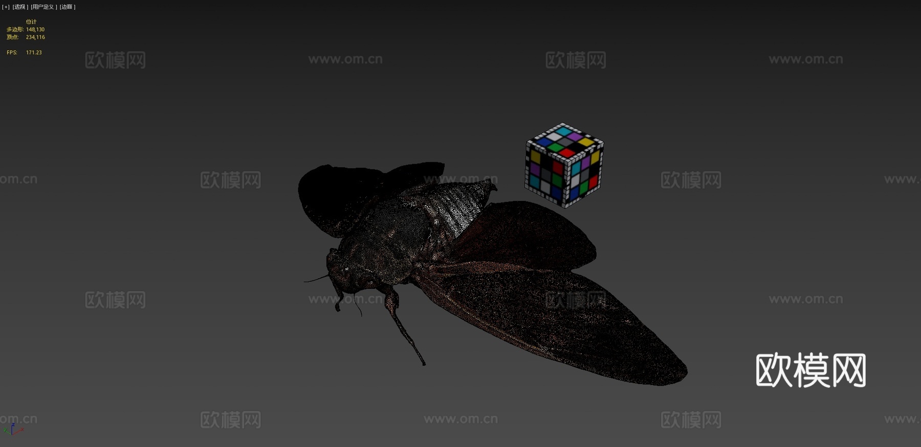 CC0油蝉大型褐蝉G.nigrofuscata3d模型下载（渲染图4）