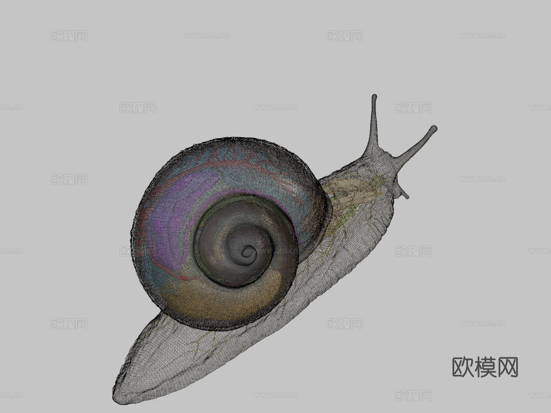 罗马蜗牛神经系统23d模型下载（渲染图2）