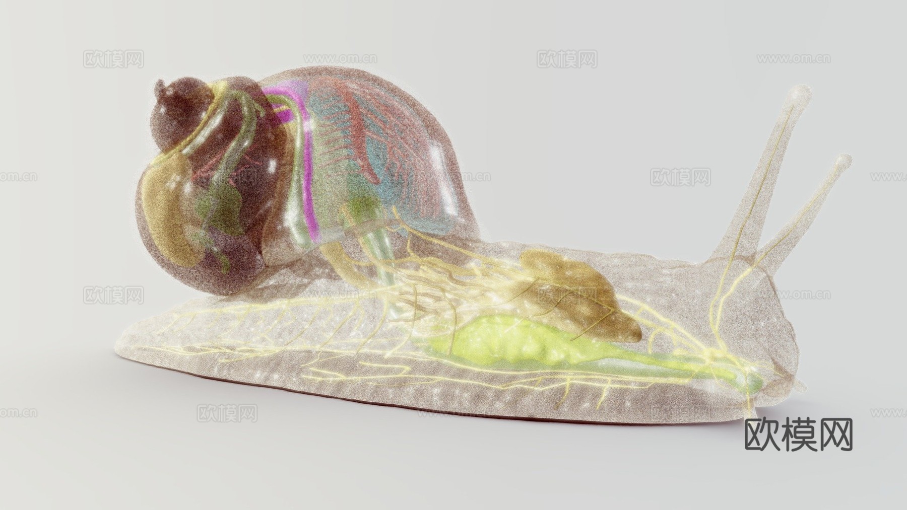 罗马蜗牛神经系统23d模型下载（渲染图1）