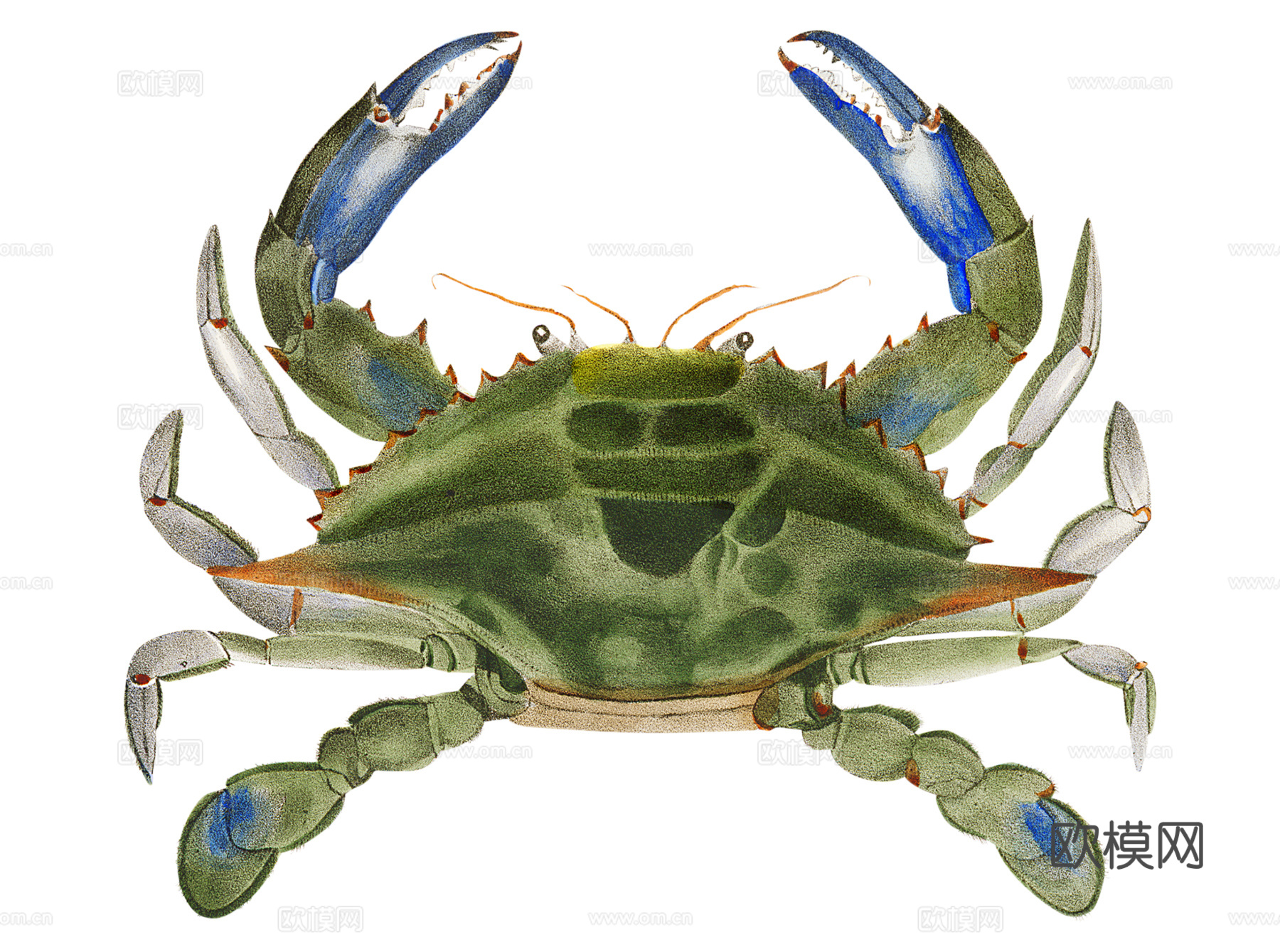 高清复古写实鱼类插画,海洋动物插画116