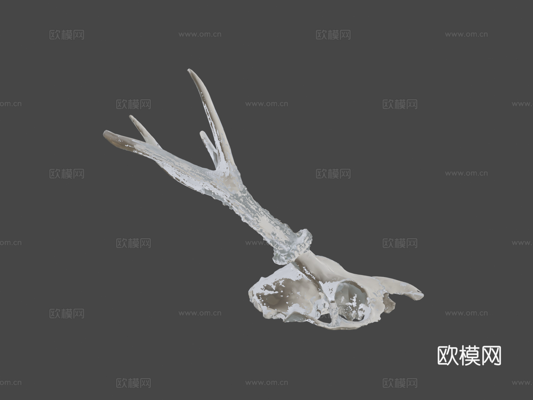 鹿头骨3d模型下载（渲染图5）