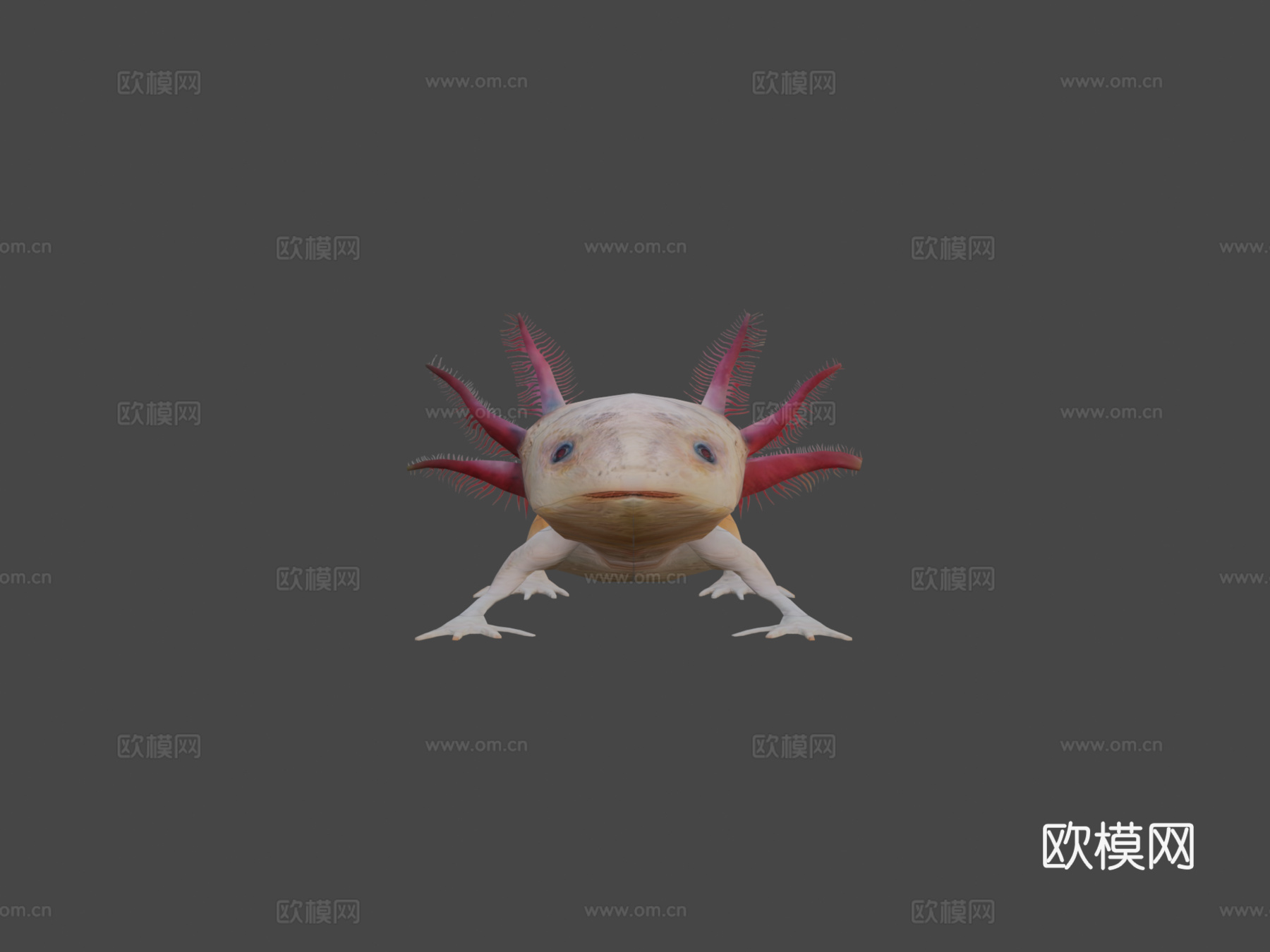 美西螈3d模型下载（渲染图5）