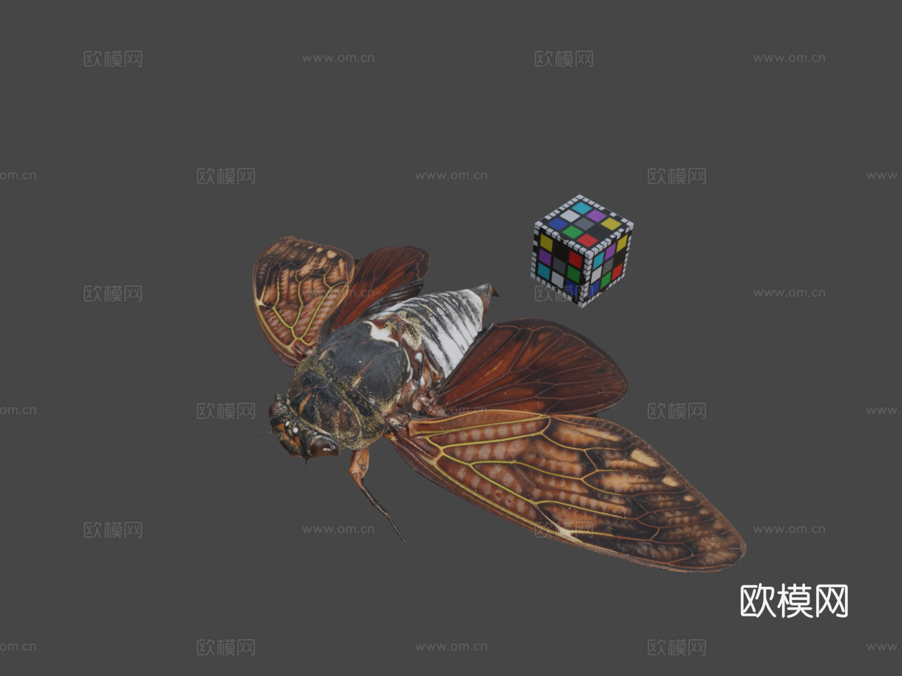 CC0油蝉大型褐蝉G.nigrofuscata3d模型下载（渲染图1）