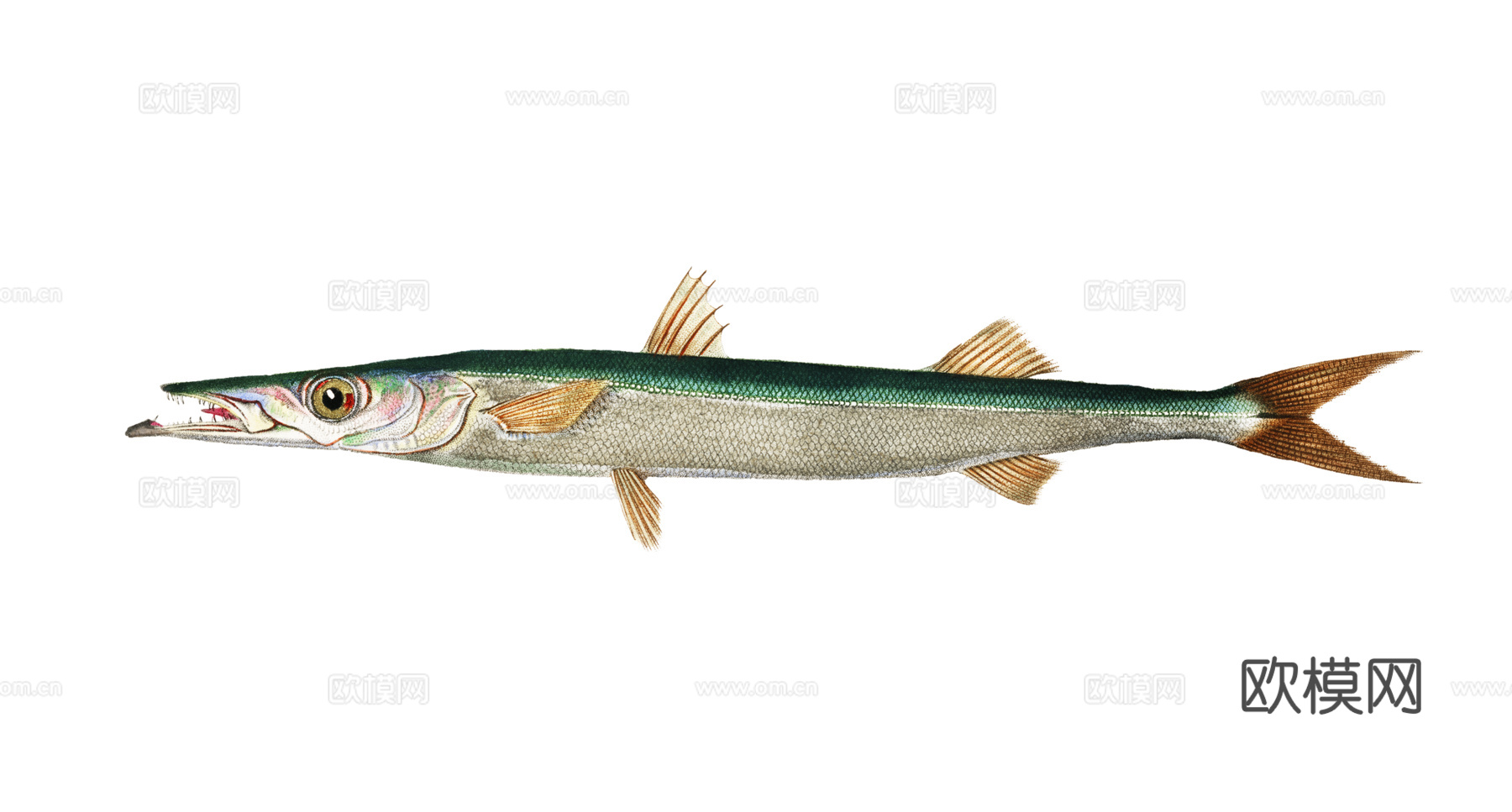 高清复古写实鱼类插画,海洋动物插画3