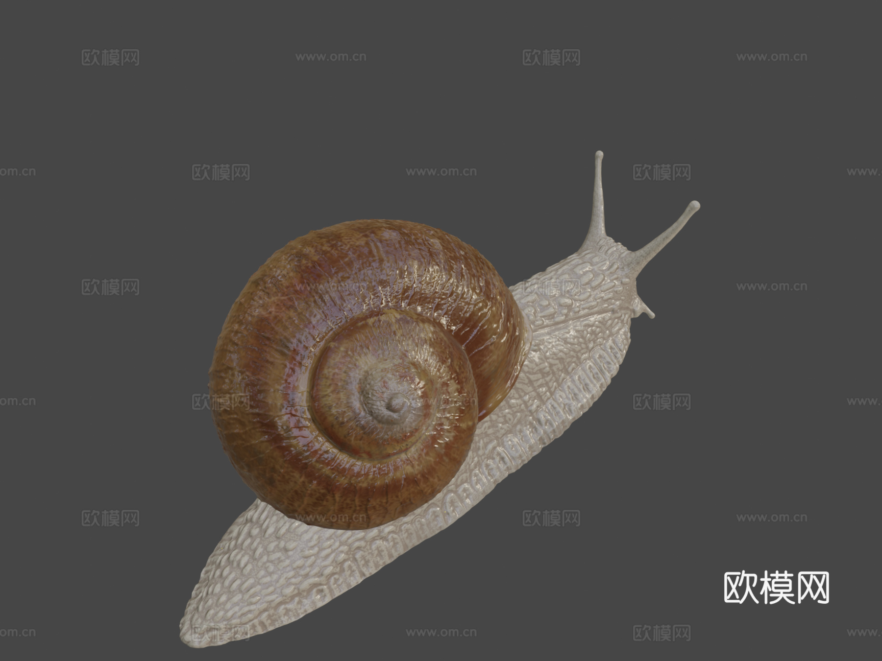 罗马蜗牛神经系统23d模型下载（渲染图8）