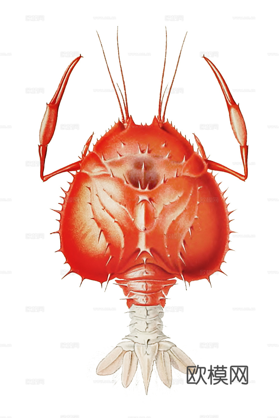 高清复古写实鱼类插画,海洋动物插画120