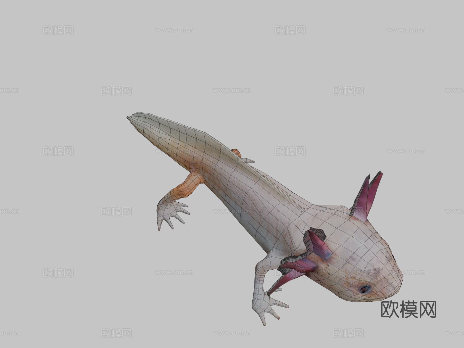 美西螈3d模型下载（渲染图2）