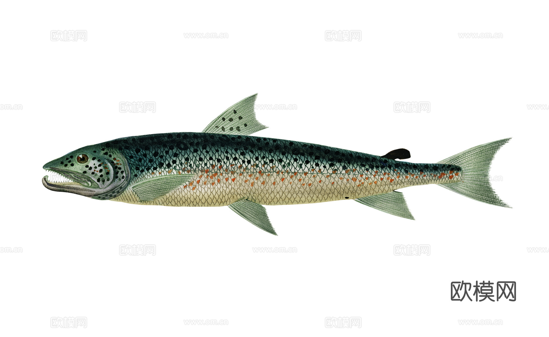 高清复古写实鱼类插画,海洋动物插画18