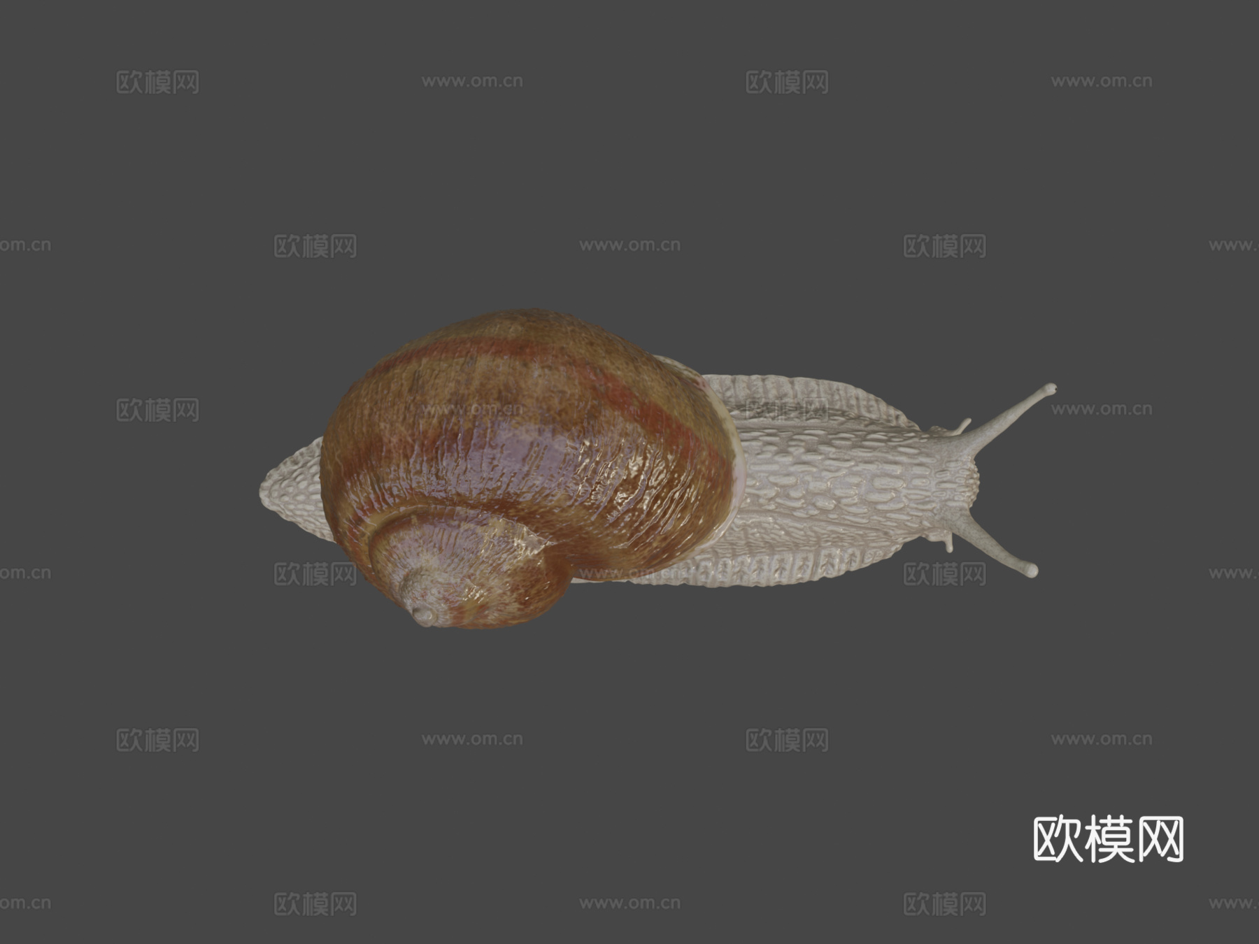罗马蜗牛神经系统23d模型下载（渲染图6）