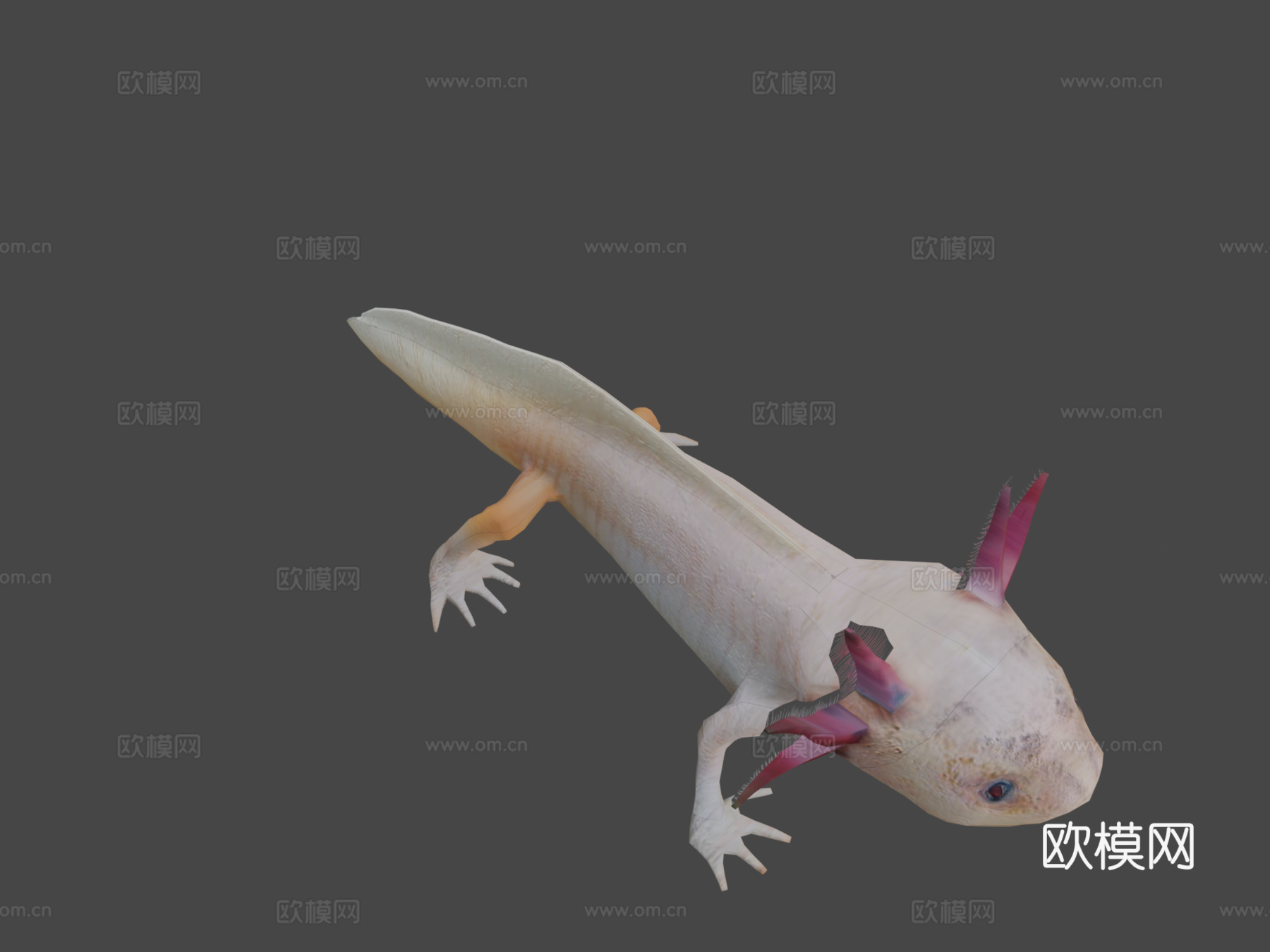 美西螈3d模型下载（渲染图7）