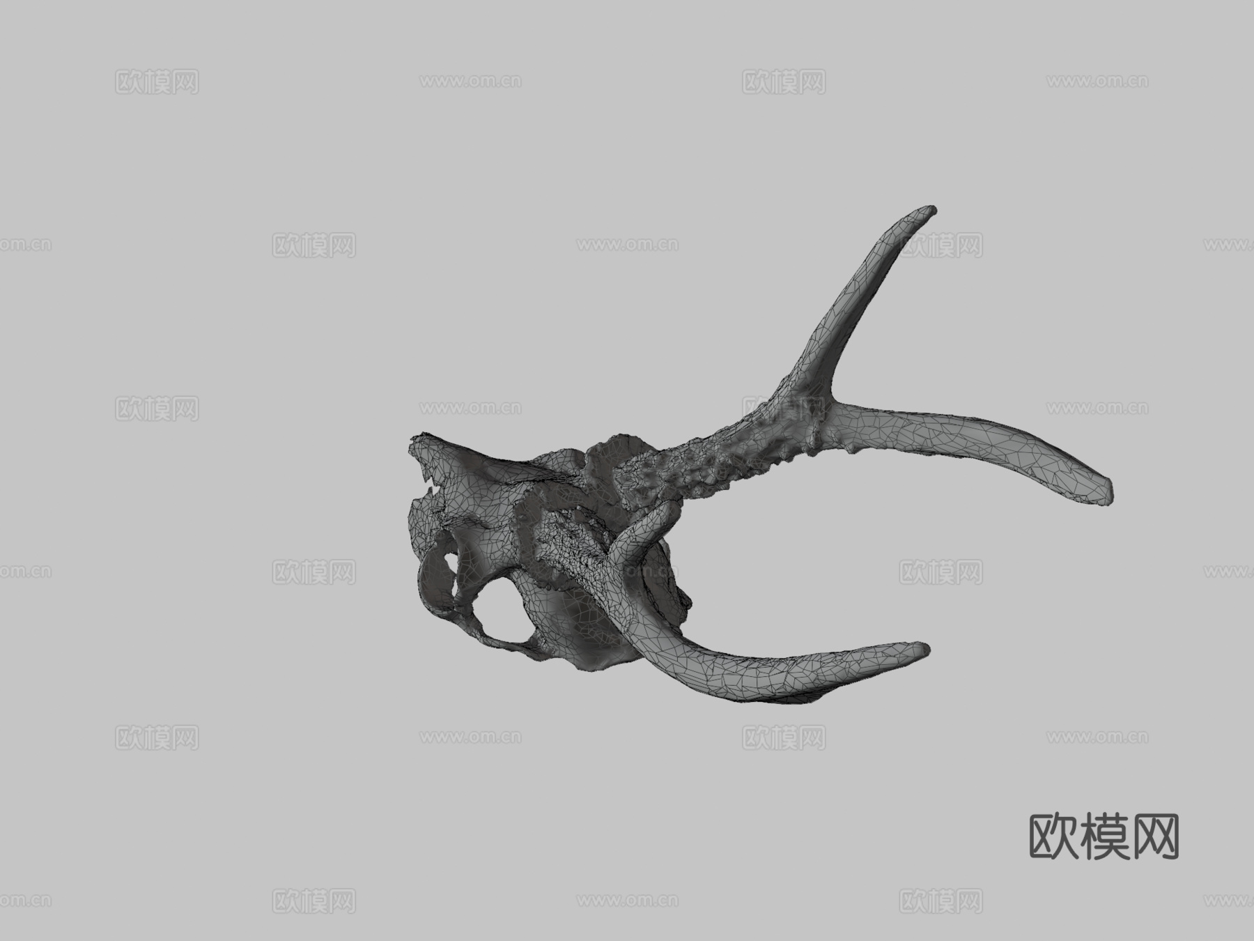 鹿头骨3d模型下载（渲染图3）